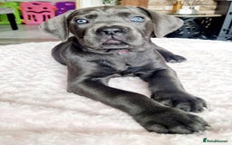 Cane Corso dogs for sale: Stunning cane corso puppies £800  - Image 1