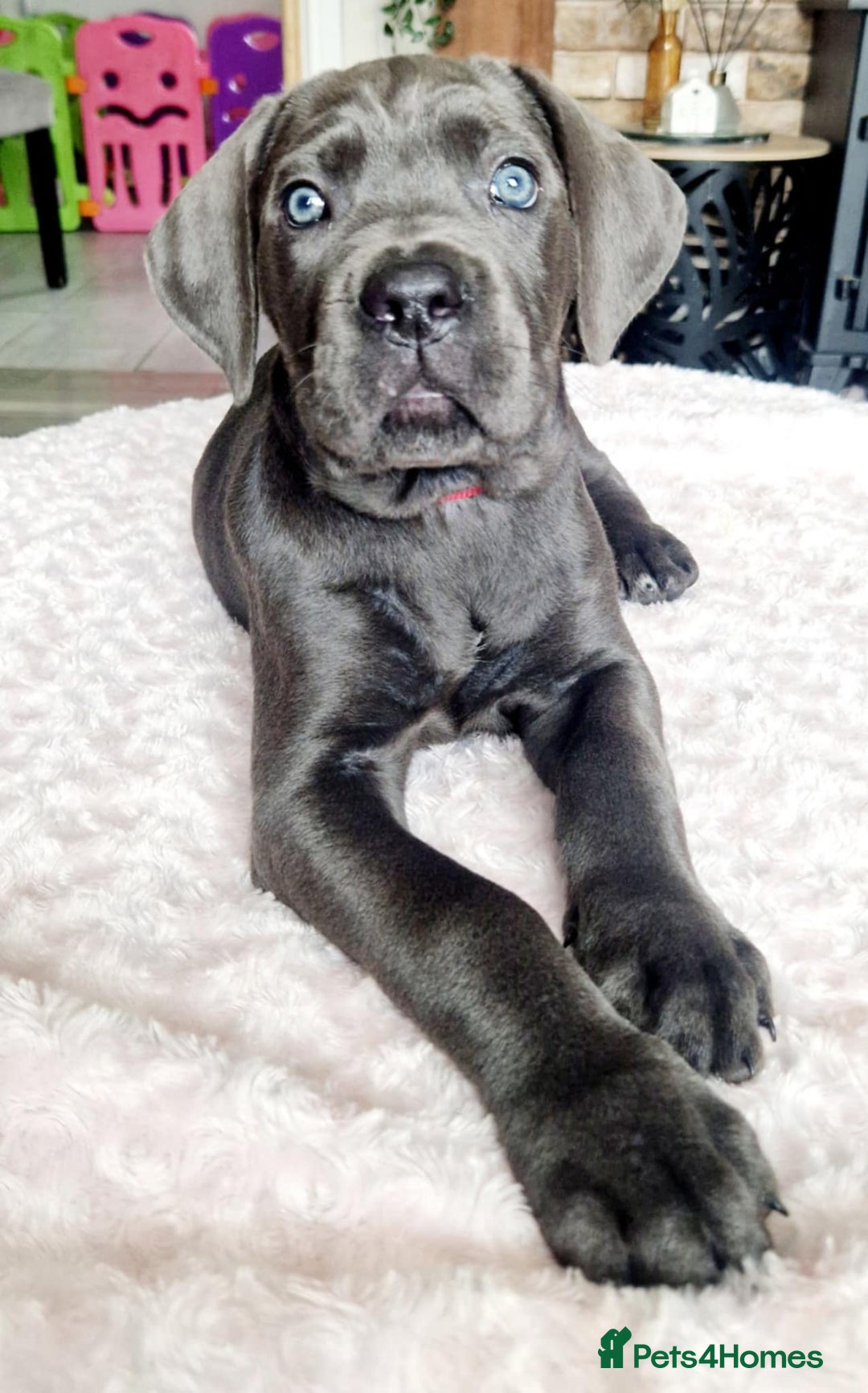 Cane Corso dogs for sale: Stunning cane corso puppies £800  - Image 1