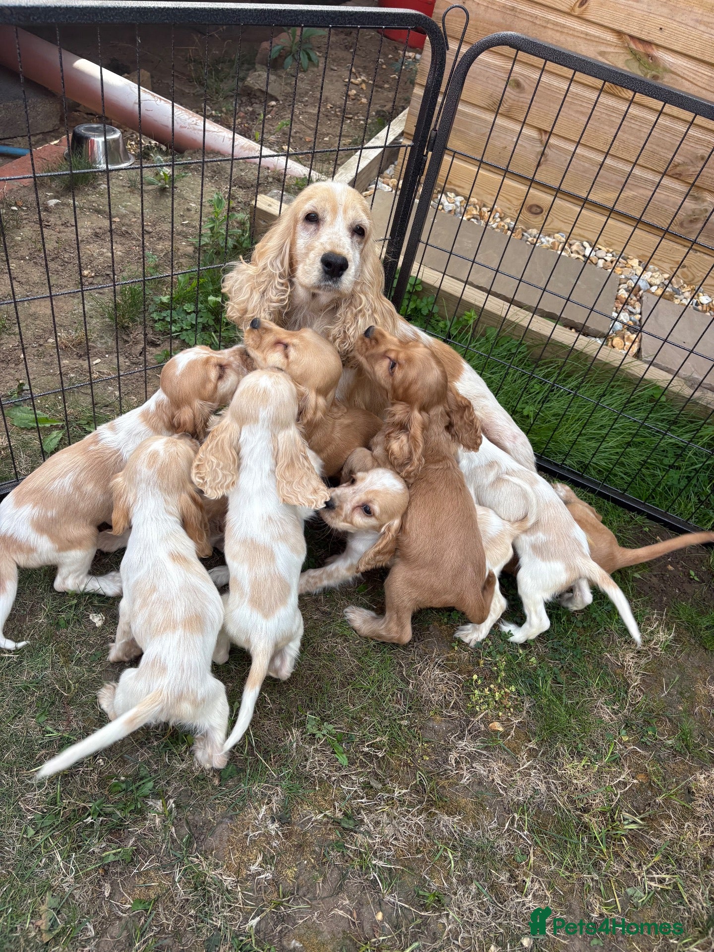 Cocker Spaniel dogs Show type cocker spaniels puppies  - Advert 12