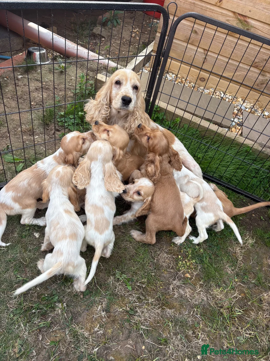 Cocker Spaniel dogs for sale: Show type cocker spaniels puppies  - Advert 1