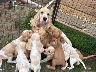 Cocker Spaniel dogs Show type cocker spaniels puppies - Advert 3