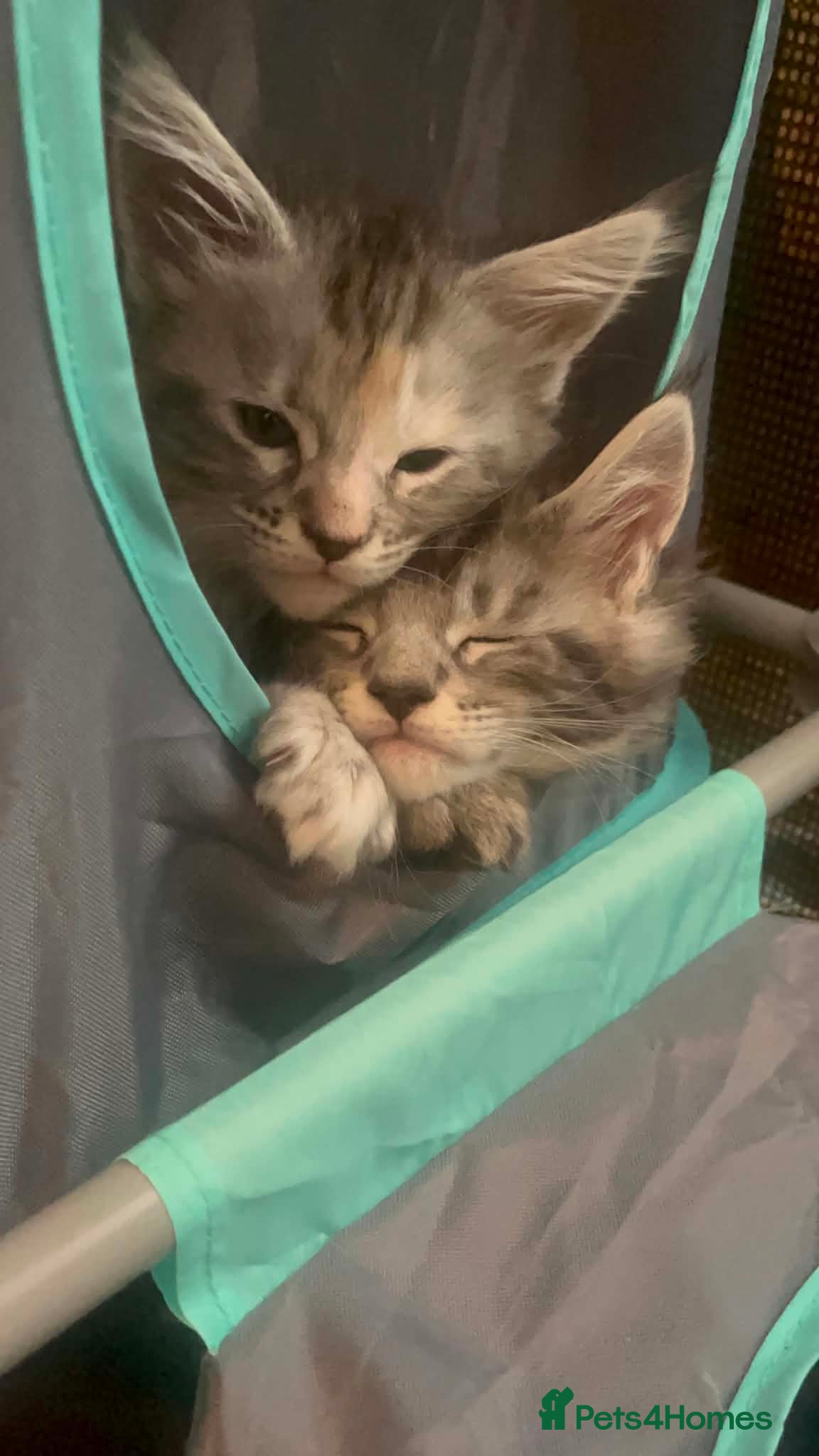 Maine Coon cats **PURE Maine Coon Kittens** 2 Boys / 4 Girls - Advert 2