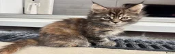 Maine Coon cats for sale: Beautiful Half Maine coon kittens  - Advert 22