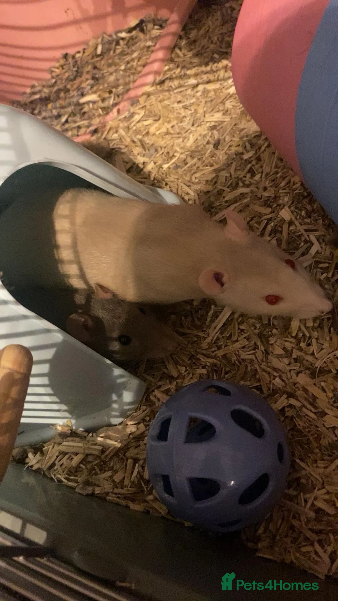 Rat rodents for sale: Pair of Female Rats - FREE TO GOOD HOME in Redcar - Advert 5