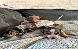 Miniature Dachshund dogs for sale: Miniature dachshund puppies - Image 13