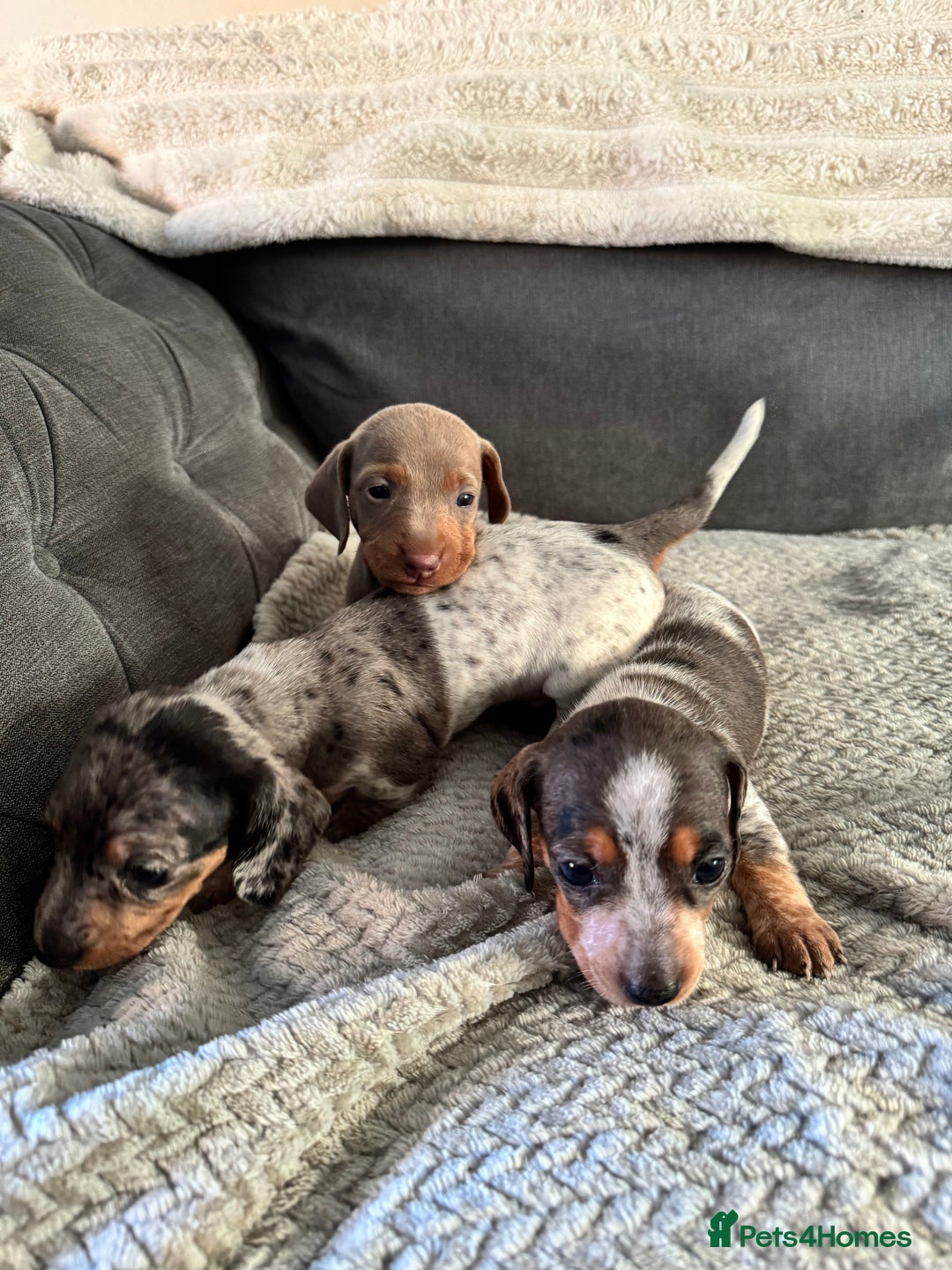 Miniature Dachshund dogs for sale: Miniature dachshund puppies - Image 13