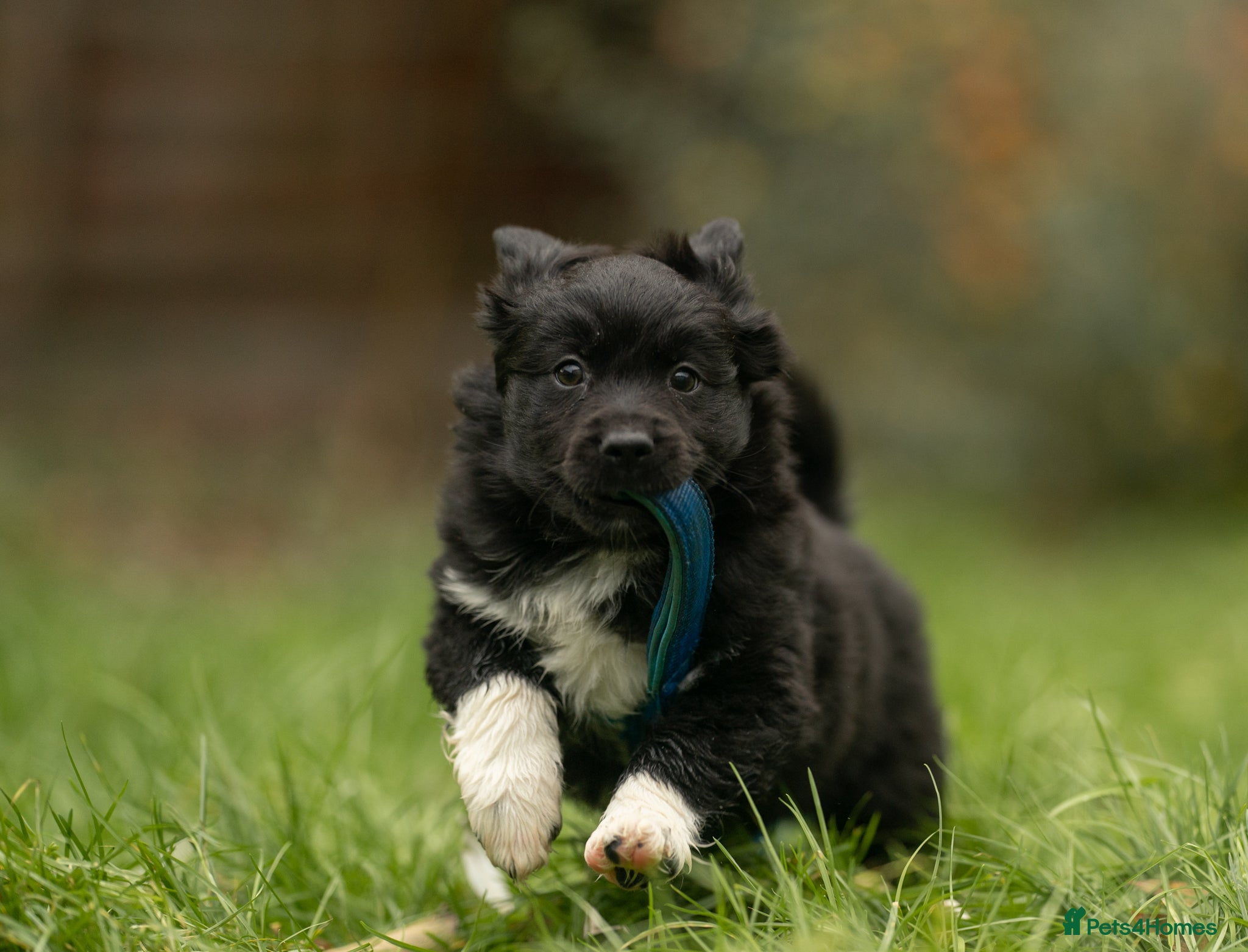 Australian Shepherd dogs Male MAS Available  in Stafford - Advert 1