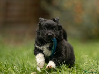 Australian Shepherd dogs Male MAS Available in Stafford - Advert 1