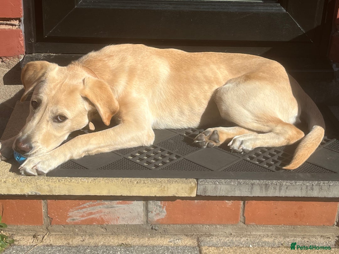Labrador Retriever dogs for sale: 5 Month old Labrador  Retriever for Sale  - Image 5