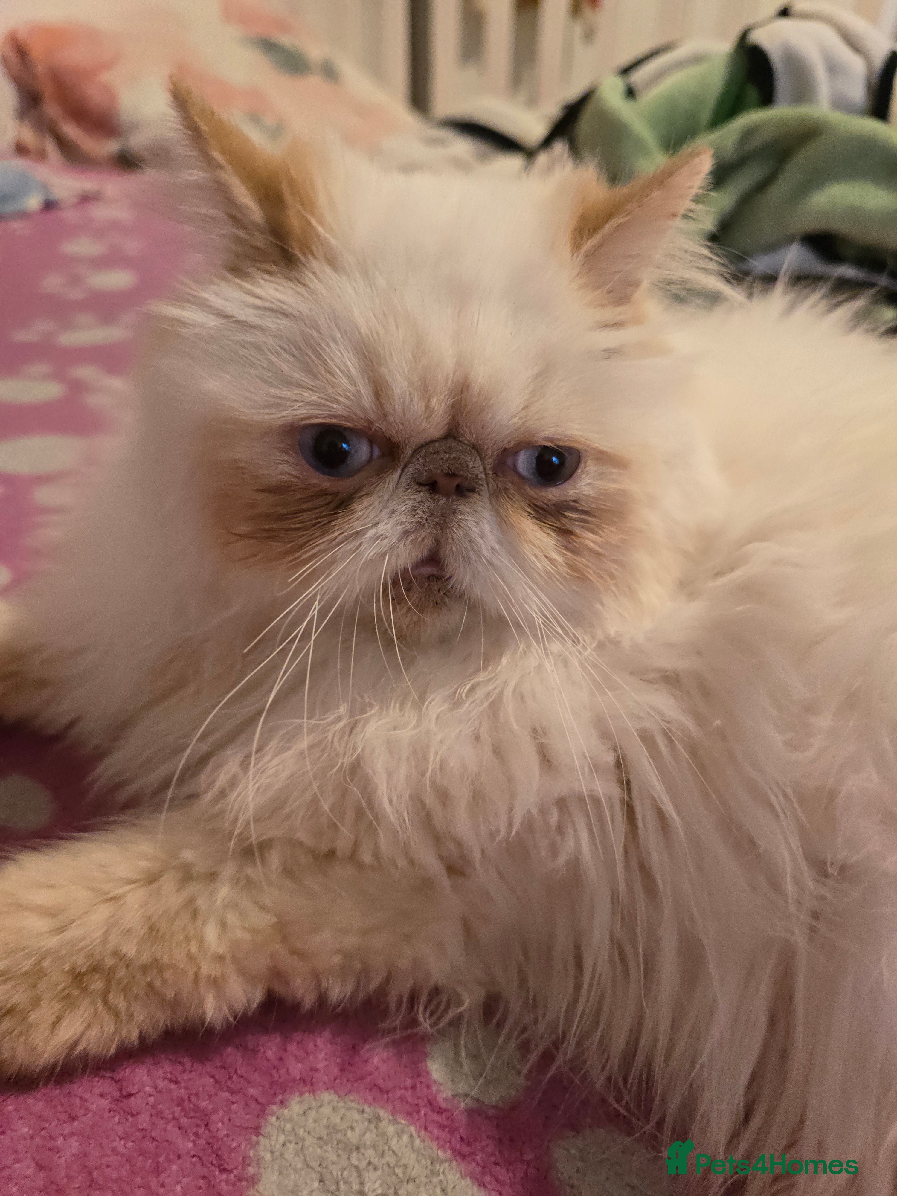 Persian cats Persian - Advert 1