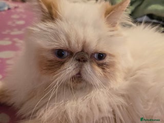 Persian cats Persian - Advert 1