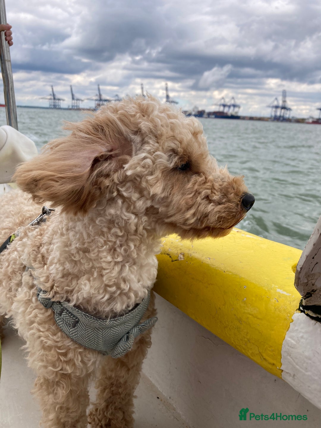 Toy Poodle dogs for stud: Handsome toy poodle for stud duty - Advert 4