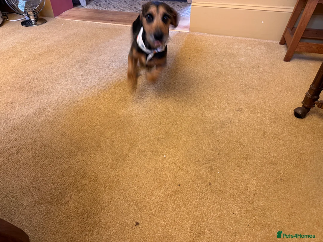 Dachshund dogs for sale: Lovely Dachshund. Mid size 4 year old boy - Advert 8