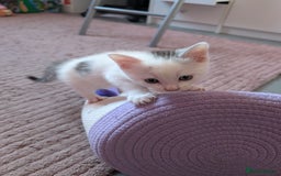 Mixed Breed cats for sale: Persian mix cross  - Image 5