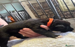 Mixed Breed dogs for sale: Beautiful lab cross Akita puppies available - Image 13