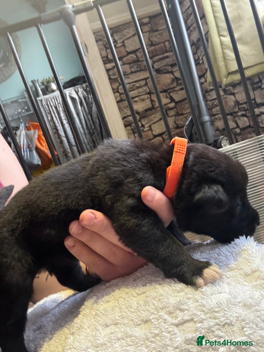 Mixed Breed dogs for sale: Beautiful lab cross Akita puppies available - Image 13