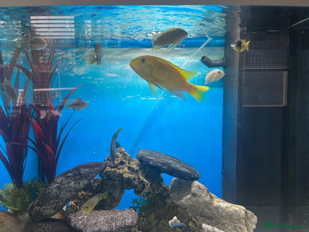 Cichlids fish for sale: Cichlids for sale  - Advert 1