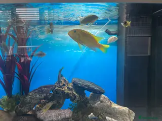 Cichlids fish Cichlids for sale - Advert 1