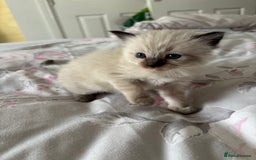 Ragdoll cats for sale: Purebred bluepoint ragdolls - Image 4