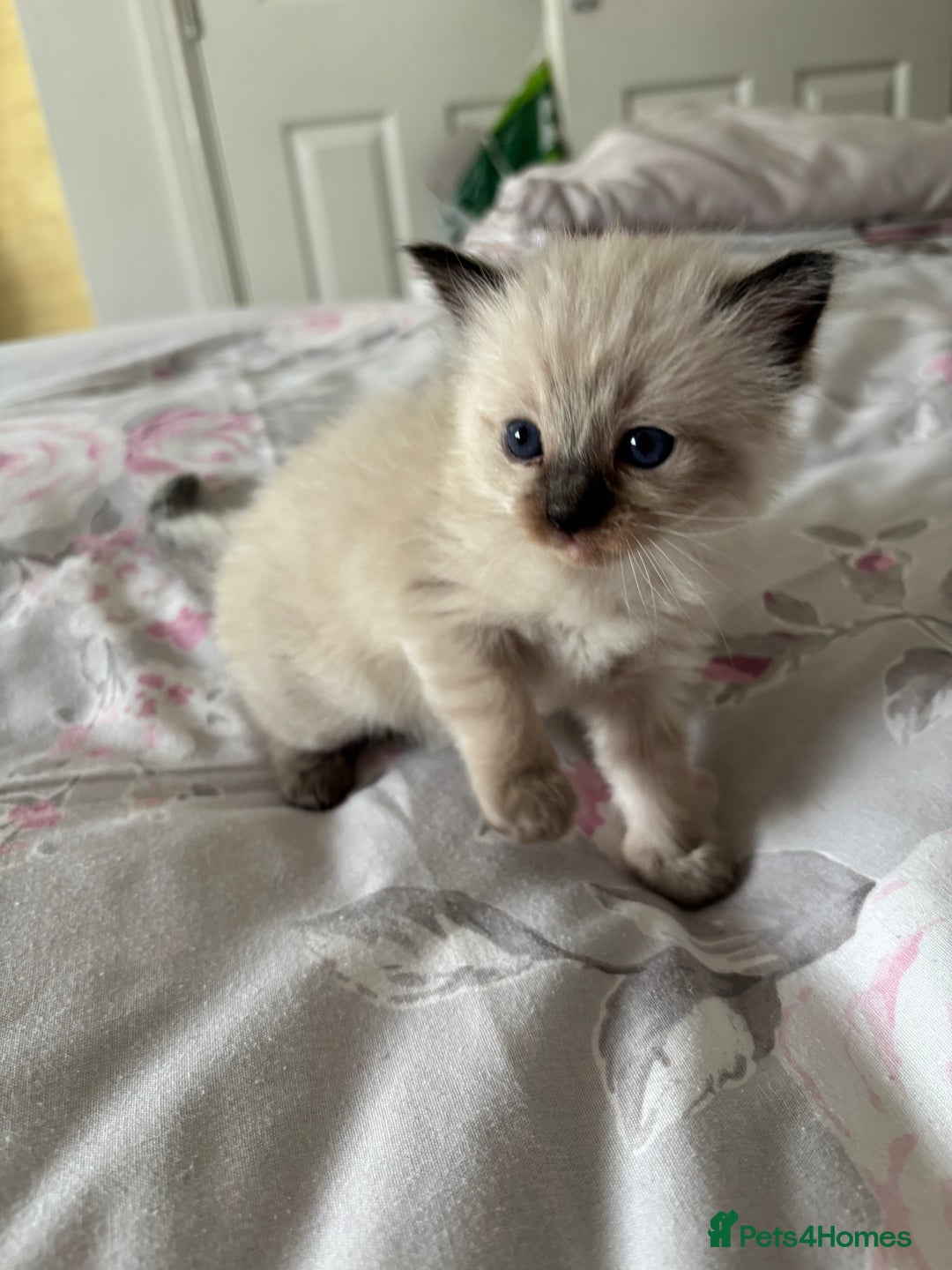 Ragdoll cats for sale: Purebred bluepoint ragdolls - Image 4