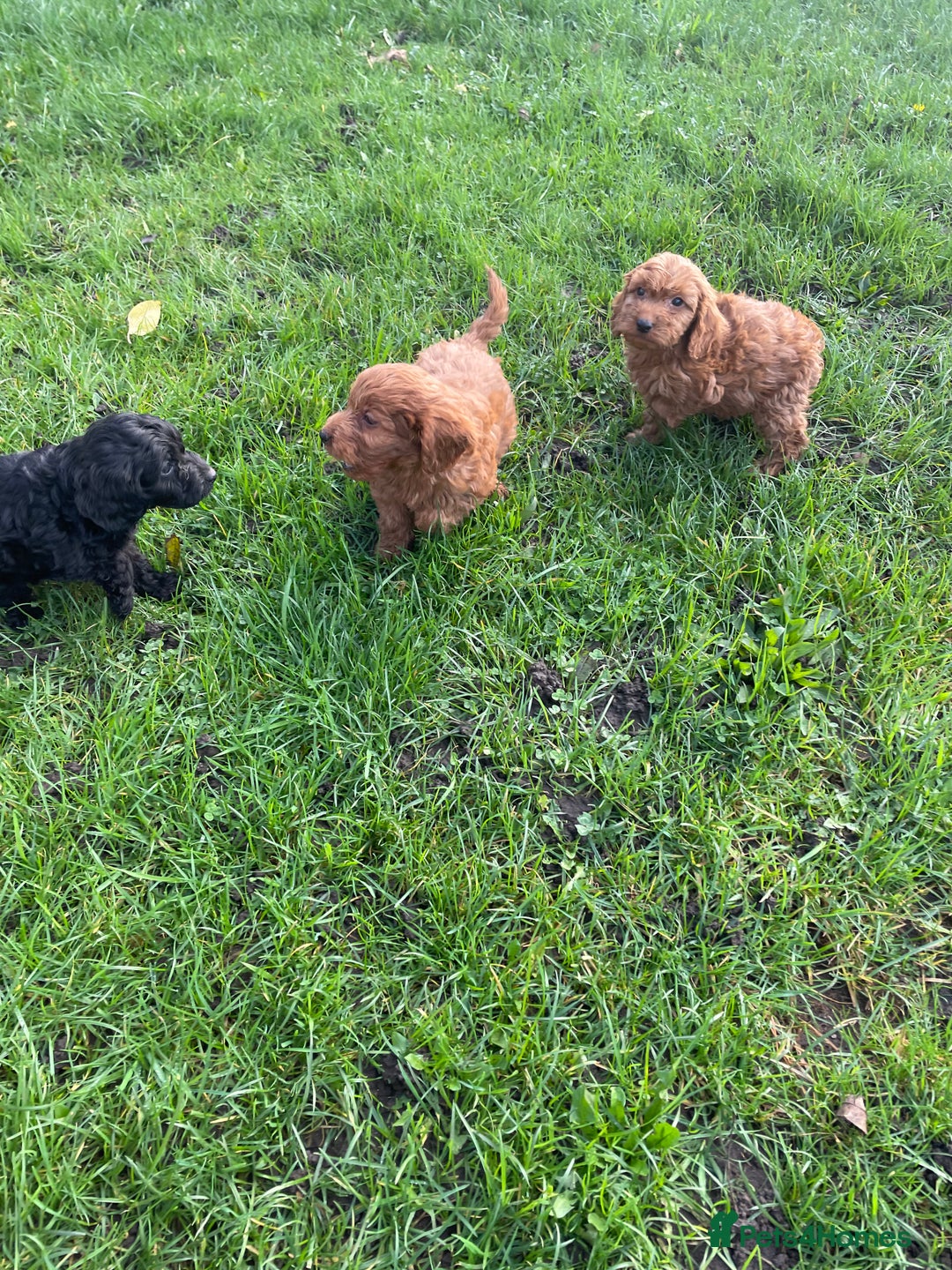 Cockapoo dogs for sale: Gorgeous cockapoo puppies - Image 6