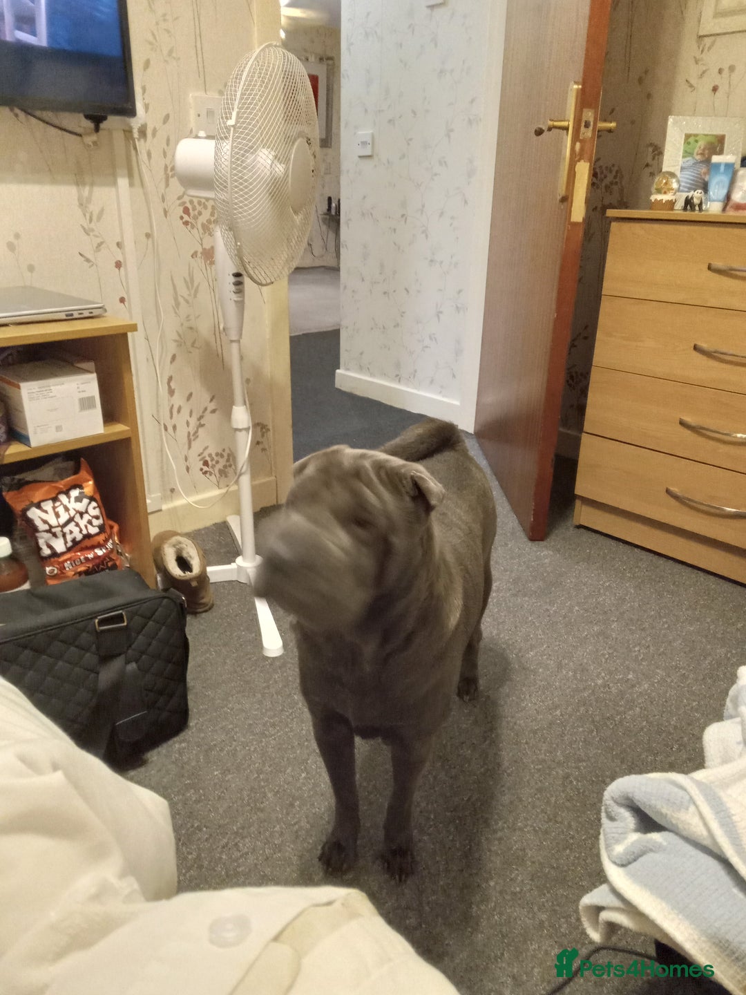 Shar Pei dogs for sale: Blue shar pei needing new home  - Image 3