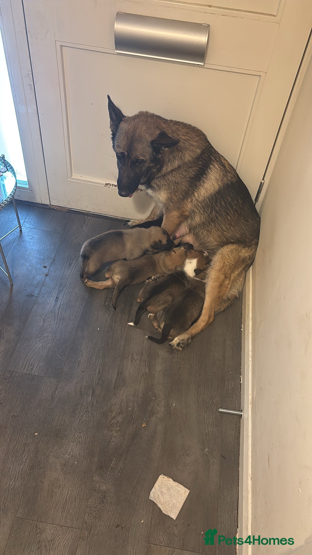Mixed Breed dogs for sale: 8 week old German shepherd/ Labrador cross pups   - Image 17