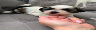 Shih Tzu 1