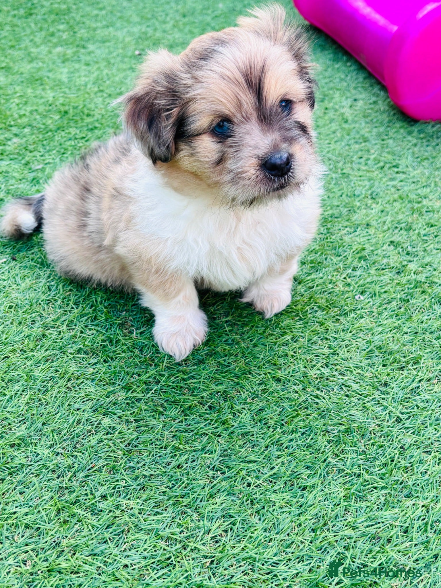 Mixed Breed dogs Sheltie cross puppies  - Advert 6