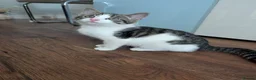 Mixed Breed cats for sale: Kitten Looking for a Loving Home - Advert 1