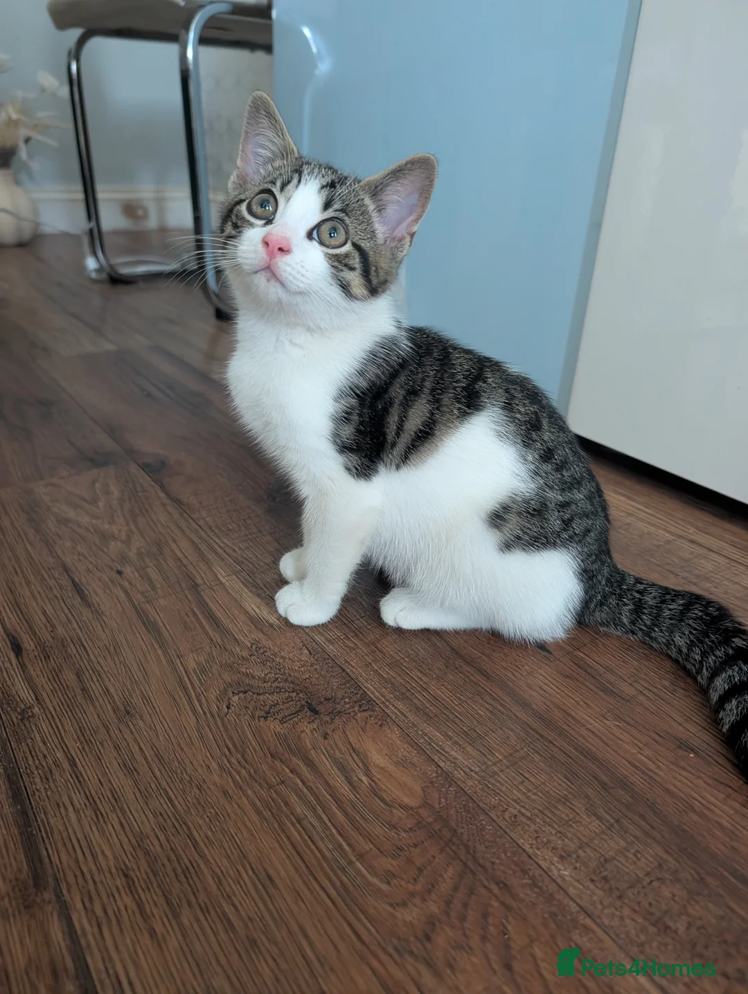 Mixed Breed cats for sale: Kitten Looking for a Loving Home - Advert 1