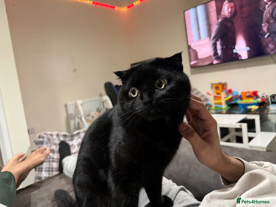 Scottish Fold cats for sale: Jethro  in Coventry - Advert 2