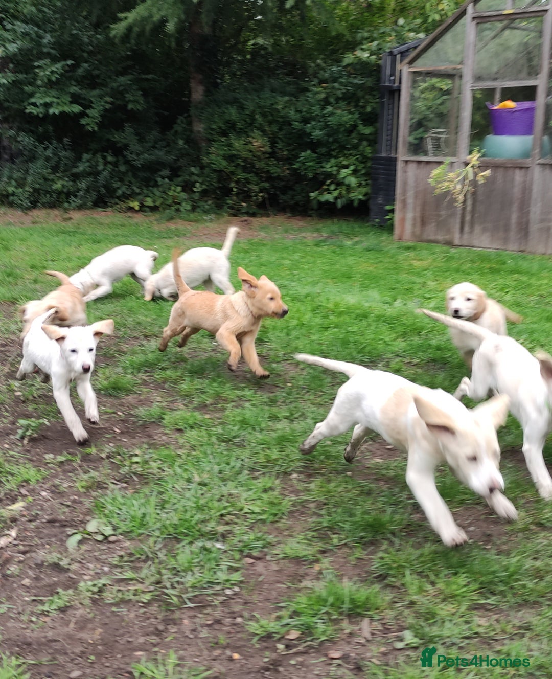 Labradoodle dogs for sale: Labradoodle / Fox Red Labrador X Puppies - Image 34