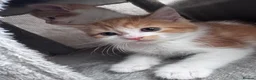 Mixed Breed cats for sale: Beautiful kittens looking new home 🩷❤️🧡 - Advert 7