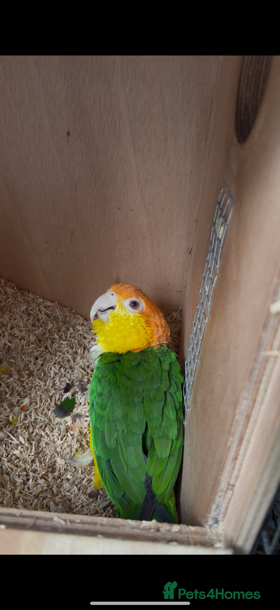 Parrots birds PAIRS Yellow thighed caique Quaker parrolette  - Advert 18