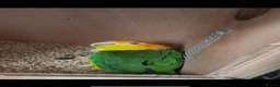Parrots birds for sale: PAIRS Yellow thighed caique Quaker parrolette  - Advert 1
