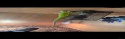 Iguana reptiles for sale: Baby lime green hypo iguana  - Advert 5