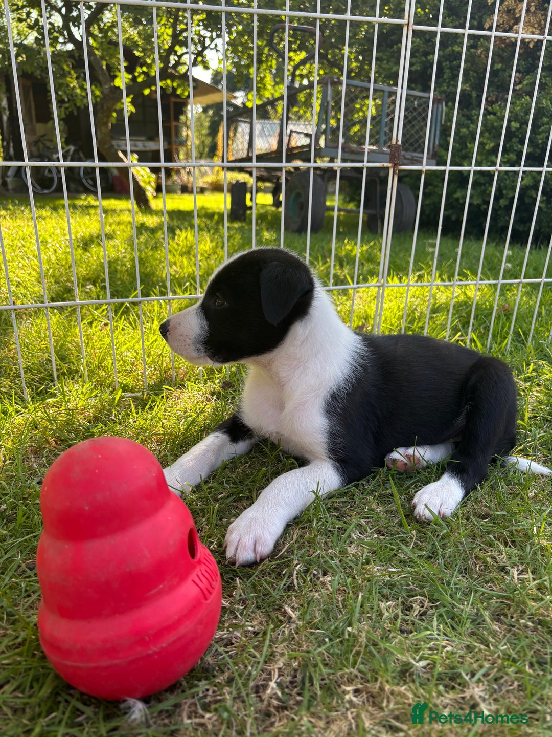 Mixed Breed dogs for sale: 6 collie cross kelpie pups  - Image 12