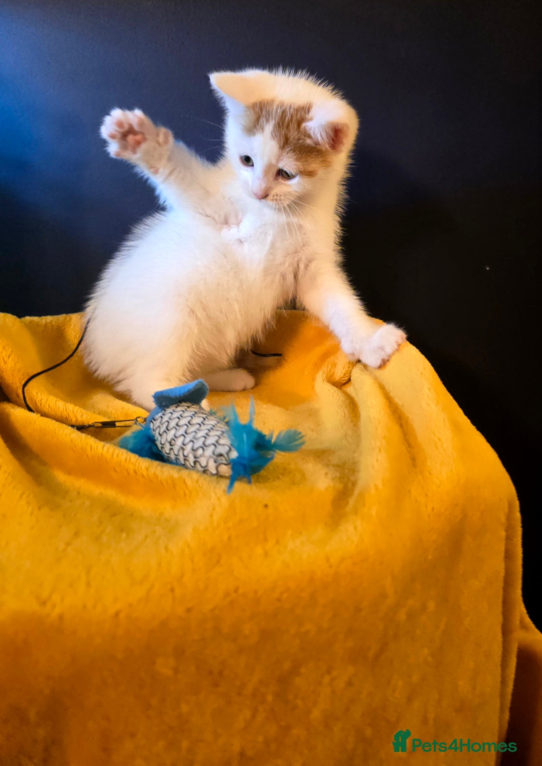 Mixed Breed cats for sale: SweetPlayfulKitten–Socialised with Dog 😻 - Image 18