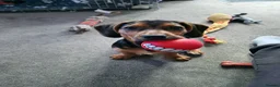 Mixed Breed dogs for sale: Ozzyw - Advert 1