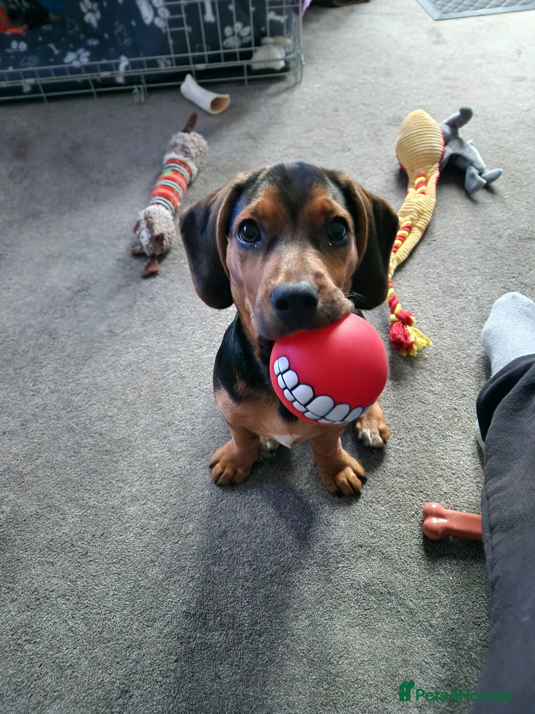 Mixed Breed dogs for sale: Ozzyw - Advert 1