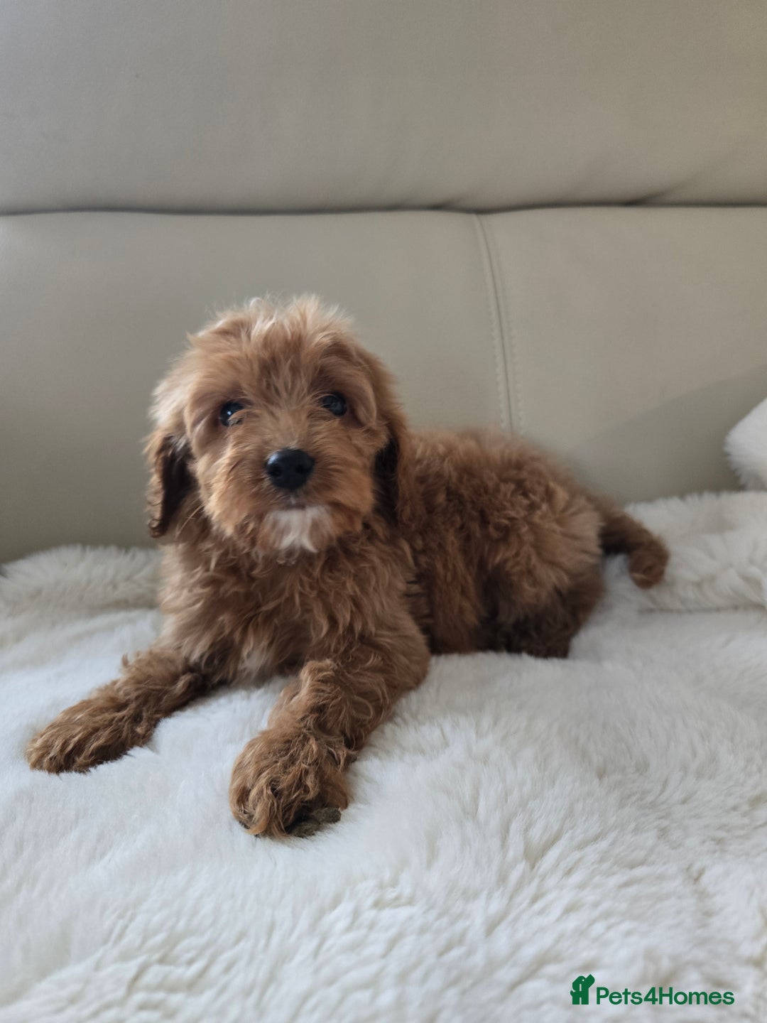 Cavapoo dogs for sale: Cavapoobabiesuk litter has arrived - Advert 10