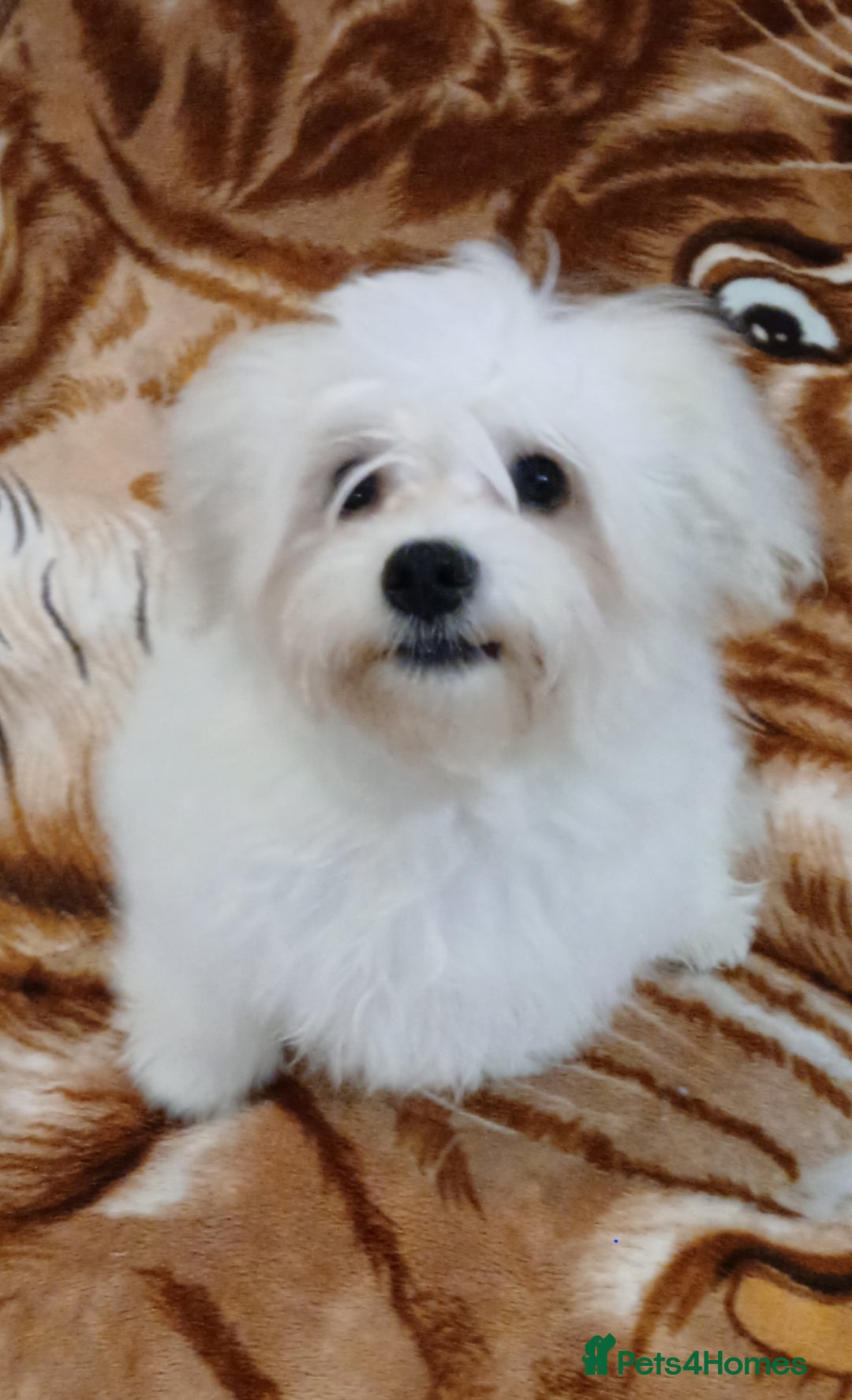 Maltese dogs for sale: BEAUTIFUL MALTESE PUPPIES - FROM LONDON . - Advert 13