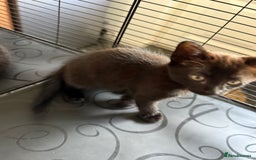 Mixed Breed cats for sale: Kittens ready to leave ferndown area - Image 5