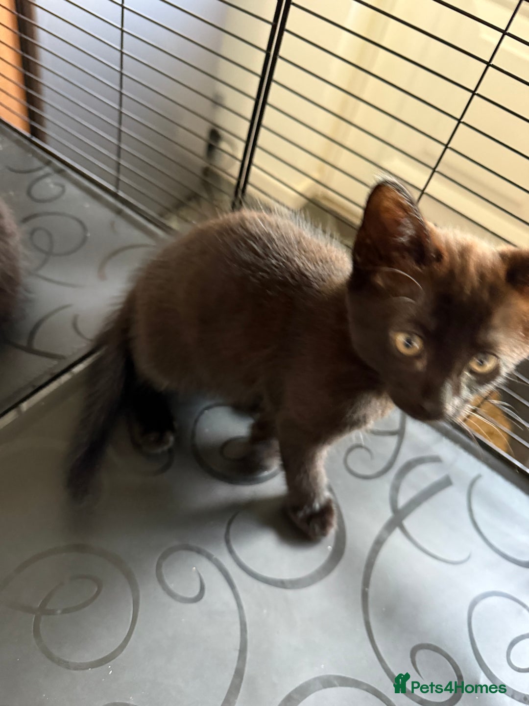 Mixed Breed cats for sale: Kittens ready to leave ferndown area - Image 5