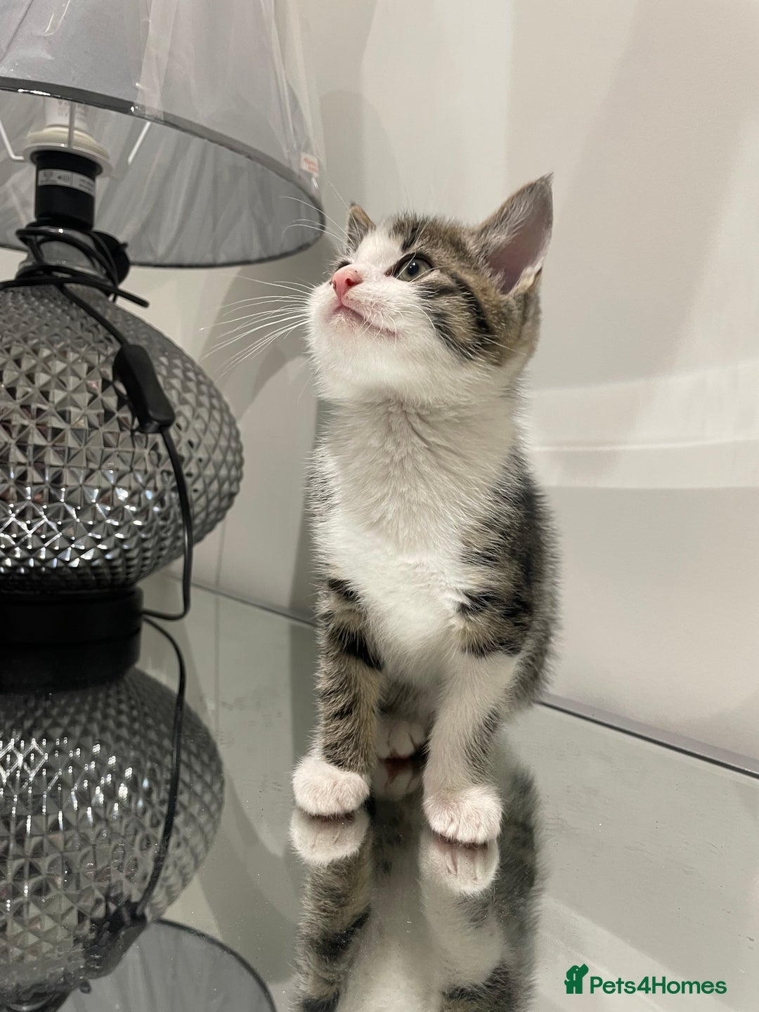 Mixed Breed cats for sale: Beautiful kittens ready to go now  - Advert 23