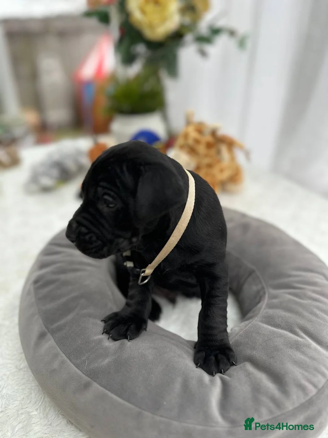 Labrador Retriever dogs for sale: Unique Happy,Healthy beautiful angels well trained - Advert 3