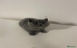 British Shorthair cats for sale: Adorable BSH 9 Weeks Old Ready for Forever Homes - Image 5