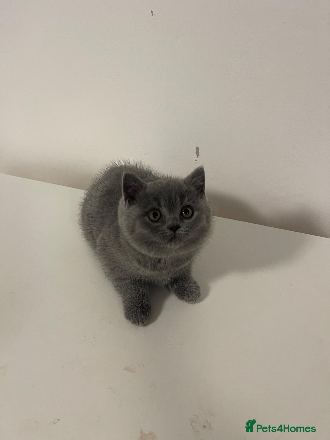 British Shorthair cats for sale: Adorable BSH 9 Weeks Old Ready for Forever Homes - Image 5