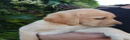 Labrador Retriever dogs for sale: 🐾 Labrador Puppies for Sale 🐾 in Folkestone - Advert 11